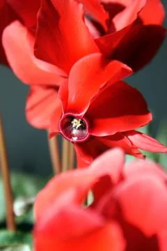 Cyclamen Stock Photos