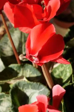 Cyclamen Stock Photos