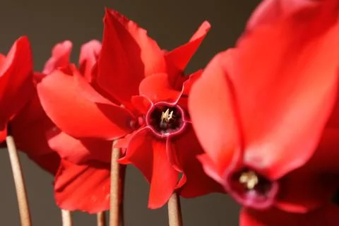 Cyclamen Stock Photos