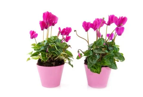 Cyclamen Stock Photos