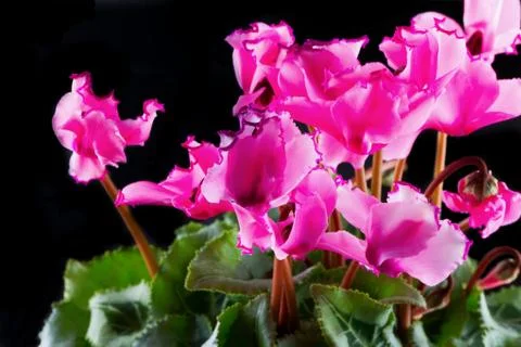 Cyclamen Stock Photos