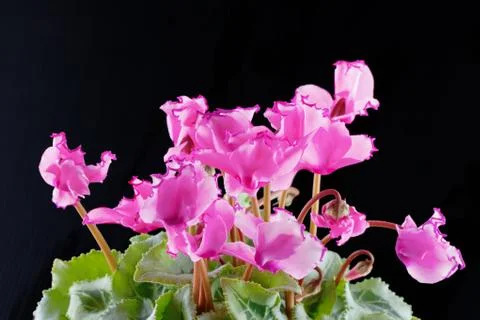 Cyclamen Foto stock