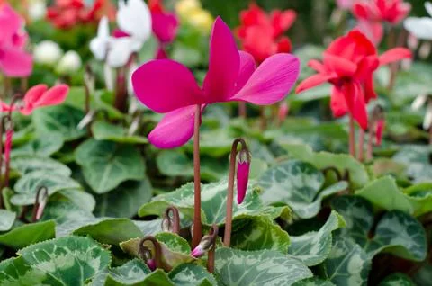 Cyclamen Stock Photos