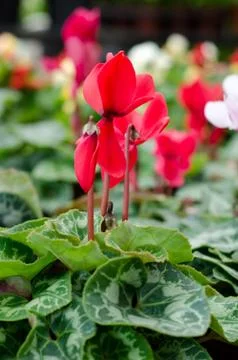 Cyclamen Stock Photos