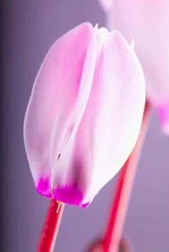Cyclamen Stock Photos