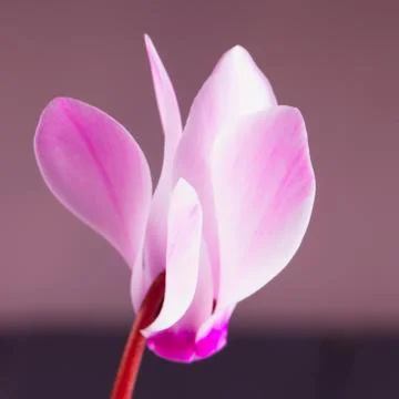 Cyclamen Stock Photos