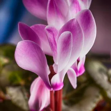 Cyclamen Stock Photos