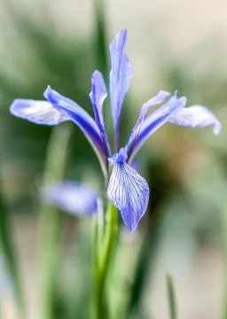 Cyclamen Stock Photos