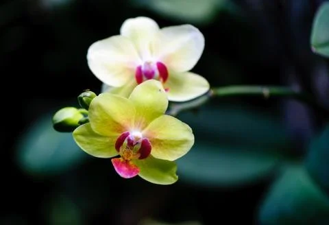 Cyclamen Stock Photos