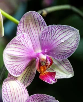 Cyclamen Stock Photos