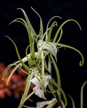 Cyclamen Stock Photos