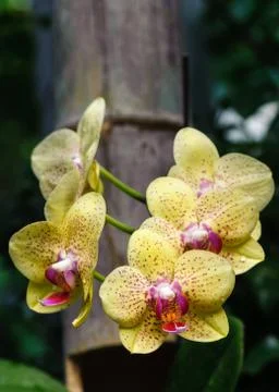 Cyclamen Stock Photos