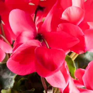 Cyclamen Stock Photos
