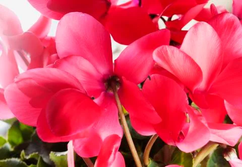 Cyclamen Stock Photos