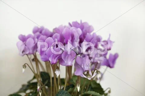 Cyclamen Stock Photos