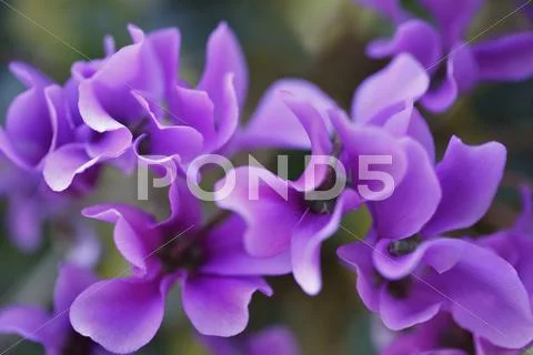 Cyclamen Stock Photos