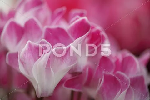 Cyclamen Stock Photos