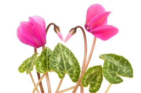 Cyclamen Stock Photos