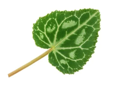 Cyclamen Stock Photos