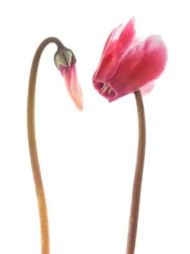Cyclamen Stock Photos