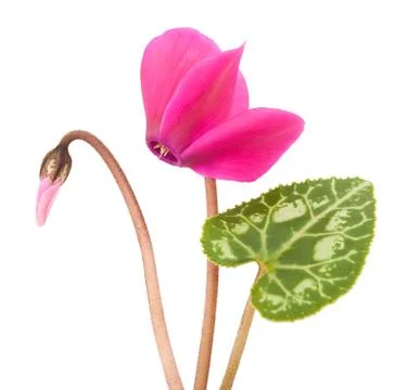 Cyclamen Stock Photos