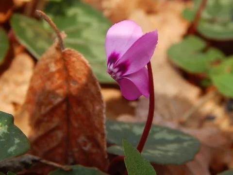 Cyclamen Stock Photos
