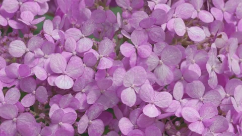 Cyclamen pink hydrangea blossom background. macro footage Stock Footage 245567584