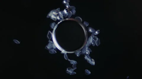 Cyclamen pollen under a microscope around an air bubble. Microscopic objects Stock Footage 163262561