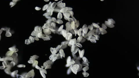 Cyclamen pollen under a microscope with super magnification. Microscopic objects Stock Footage 163263699