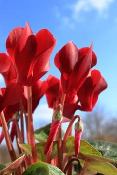 Cyclamens in bloom Stock Photos