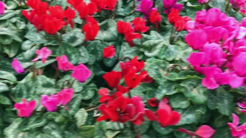 Cyclamens Stock Footage 96450675