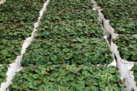 Cyclamens Stock Photos