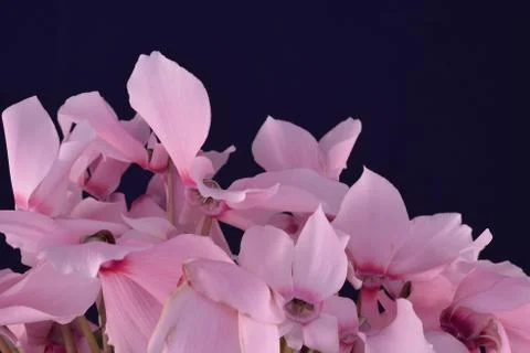 Cyclamens Stock Photos