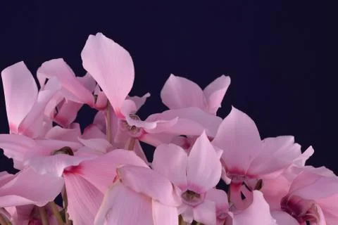 Cyclamens Stock Photos