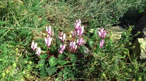 Cyclamens on wind 動画素材 47971109