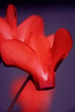 CYCLAMES FLOWER Stock Photos