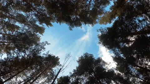 The cycle in the autumn forest Video stock 97534676