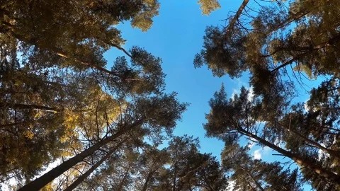 The cycle in the autumn forest Stock Footage 97535268