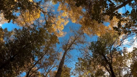 The cycle in the autumn forest Stock Footage 97535383
