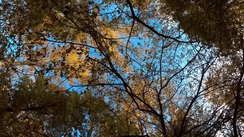 The cycle in the autumn forest Stock Footage 97535603