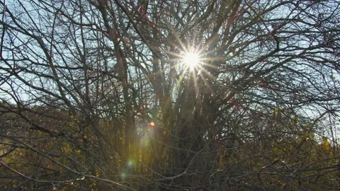 The cycle in the autumn forest Stock Footage 155800341