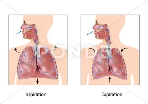 Cycle of breathing Stock Illustration