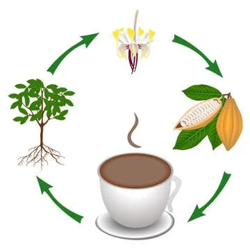 Cycle from the cocoa plant to a cup of cocoa Stock Illustration