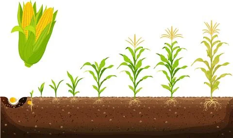 The cycle of growth of corn. Corn growing stages vector illustration in fla.. Stock Illustration