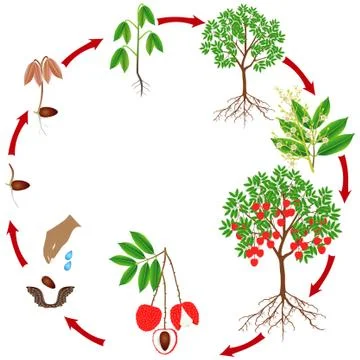 Cycle of growth of a lychee tree on a white background Stock Illustration