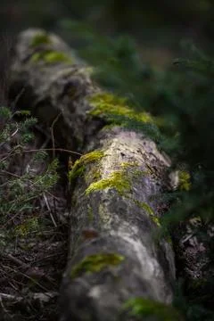 Cycle of nature Stock Photos