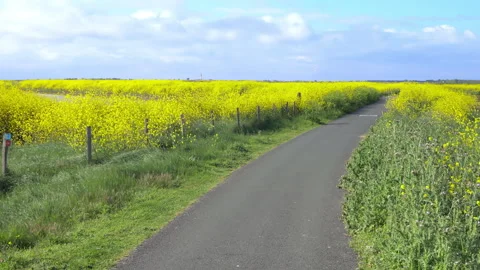 Cycle path and fields of wild mustard on Ile de Ré , France Stock Footage 246665738