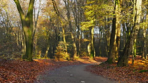 Cycle path in a beech forest in autumn during sunset. Stock Footage 269146177