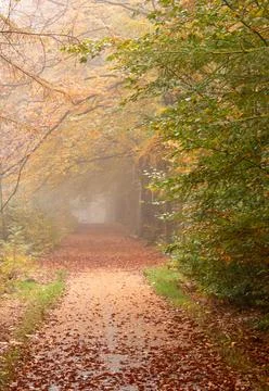 The cycle path turns orange because of the leaves Stock Photos