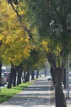 Cycle path under trees without cyclists on the side of the street Stock Photos